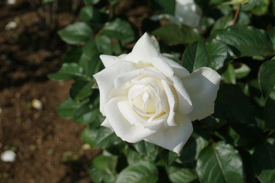 f:id:bata_sun:20191109174233j:plain f:id:bata_sun:20191109174233j:plain