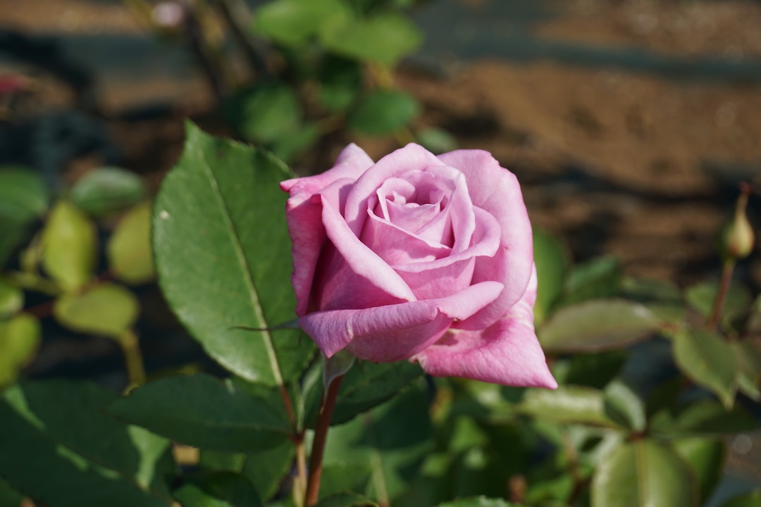 f:id:bata_sun:20191109174254j:plain f:id:bata_sun:20191109174254j:plain