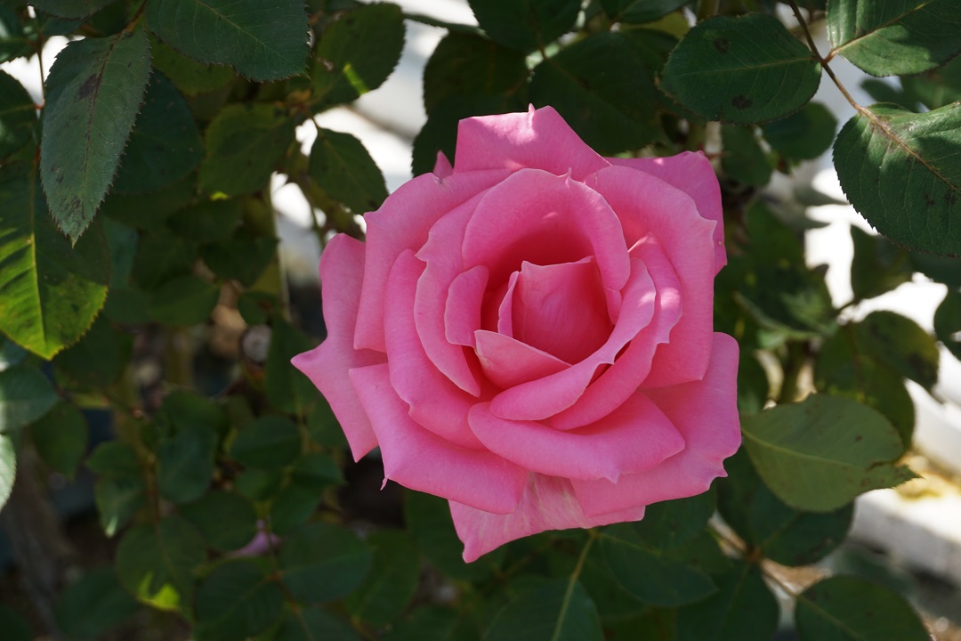f:id:bata_sun:20191109174304j:plain f:id:bata_sun:20191109174304j:plain