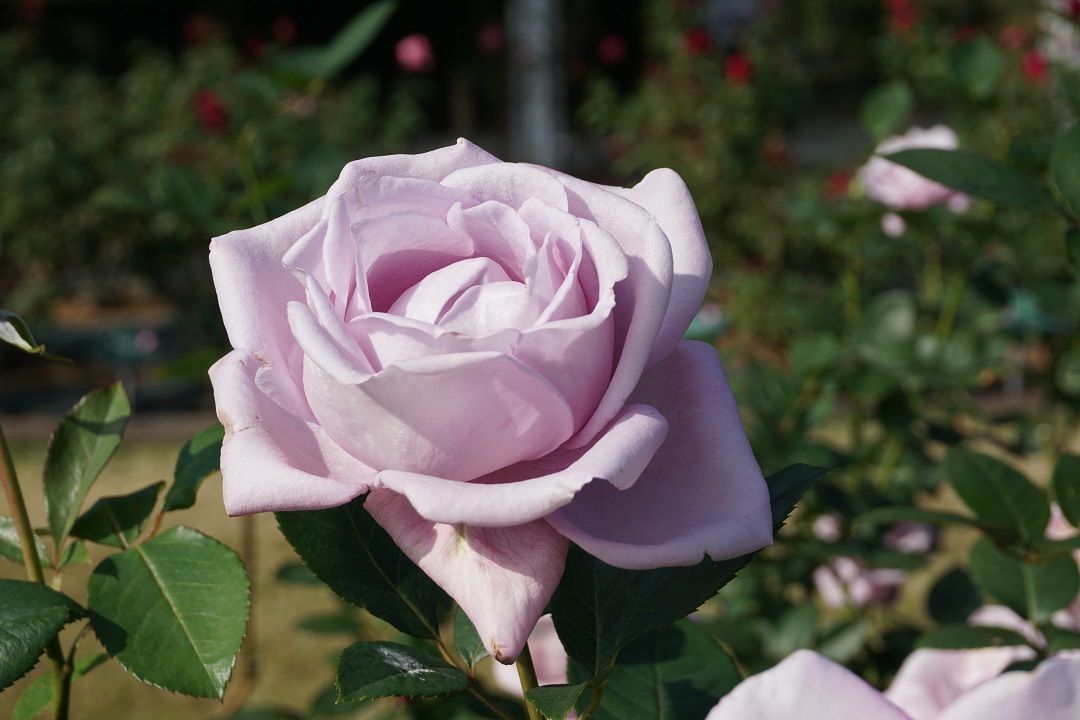 f:id:bata_sun:20191109174318j:plain f:id:bata_sun:20191109174318j:plain
