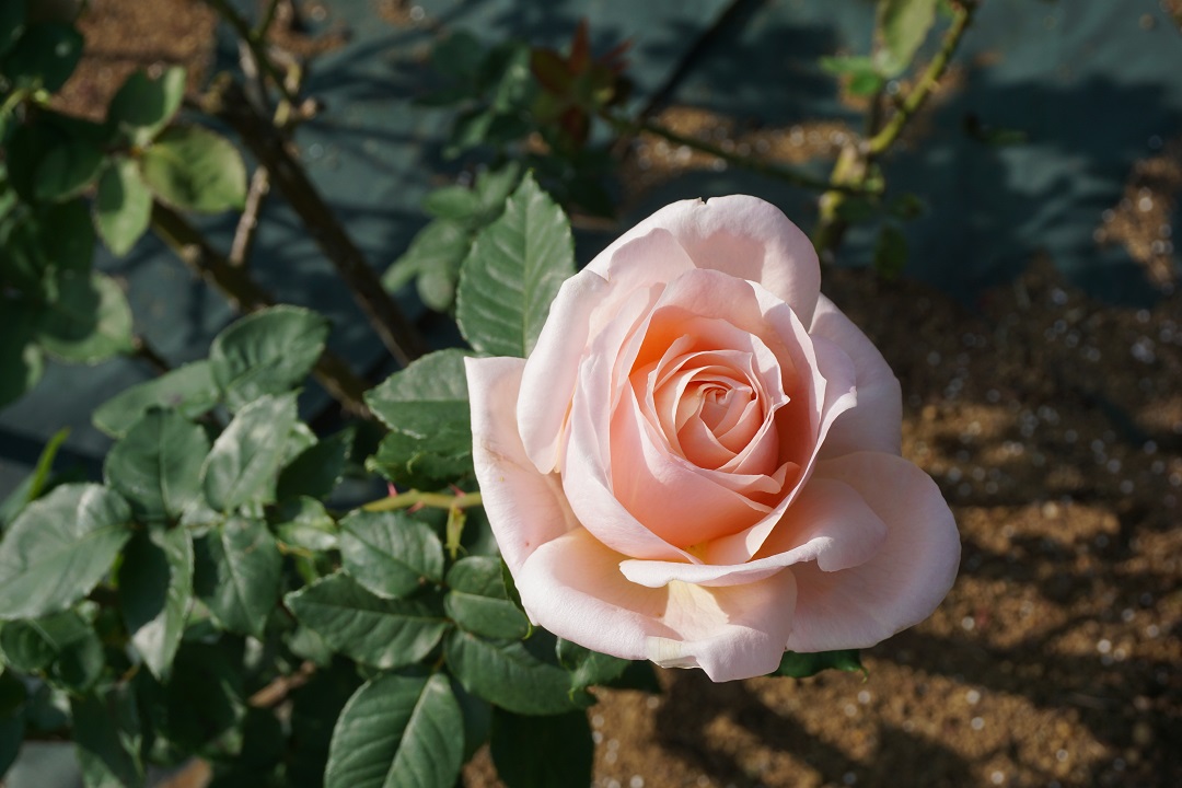 f:id:bata_sun:20191109174334j:plain f:id:bata_sun:20191109174334j:plain