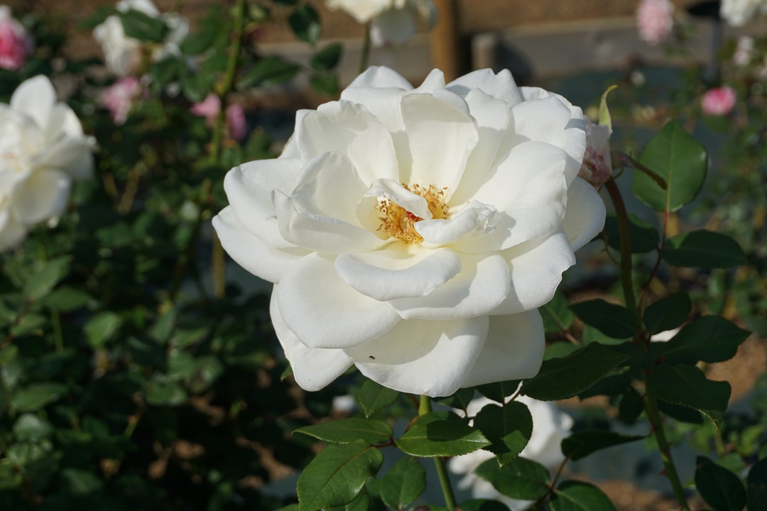 f:id:bata_sun:20191109174349j:plain f:id:bata_sun:20191109174349j:plain