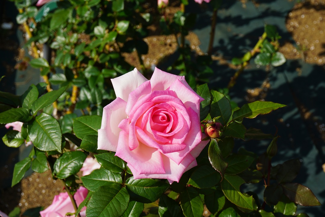 f:id:bata_sun:20191109174403j:plain f:id:bata_sun:20191109174403j:plain