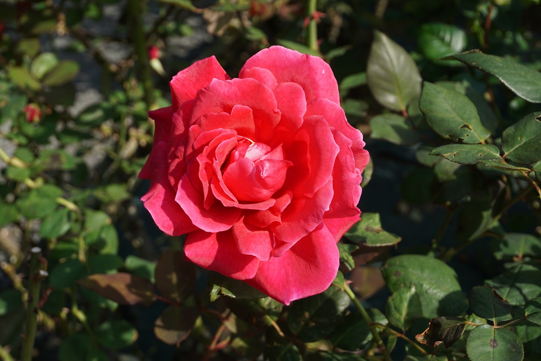 f:id:bata_sun:20191109174414j:plain f:id:bata_sun:20191109174414j:plain