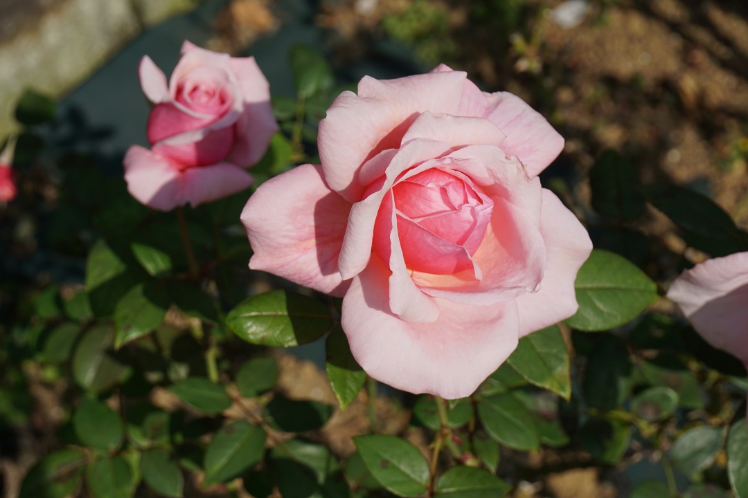 f:id:bata_sun:20191109174425j:plain f:id:bata_sun:20191109174425j:plain