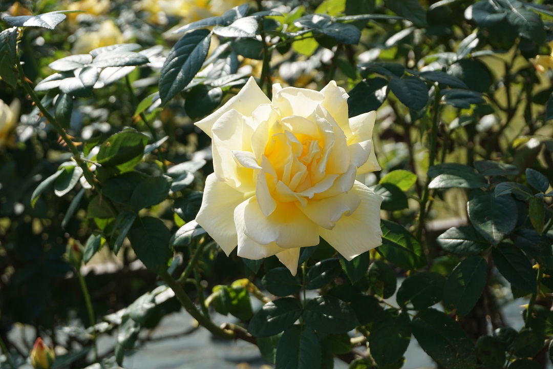 f:id:bata_sun:20191109174435j:plain f:id:bata_sun:20191109174435j:plain