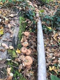 f:id:batabatamaman:20201108071034j:plain