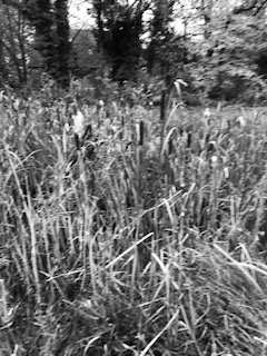 f:id:batabatamaman:20201115053757j:plain