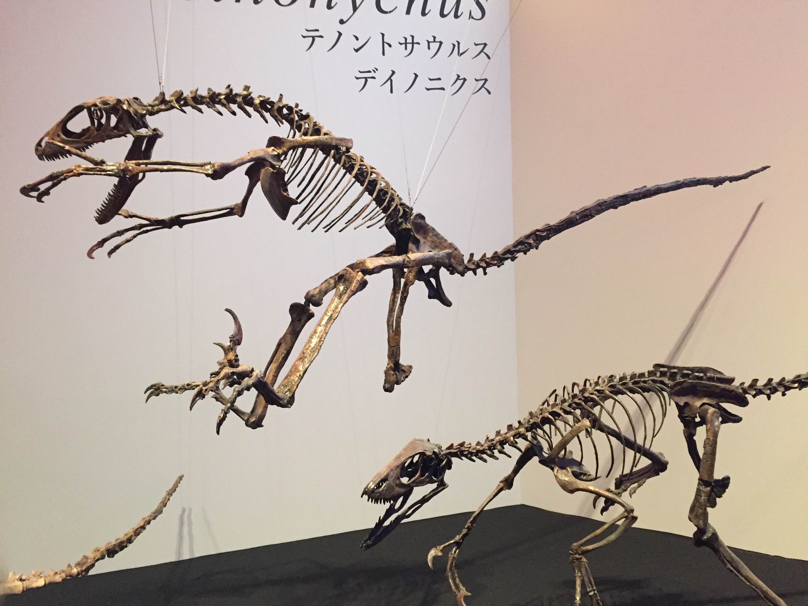 恐竜博２０１９レビュー おいしくなりたいひと