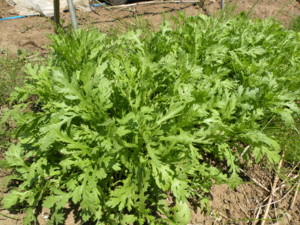 f:id:batolife:20100601104302j:image f:id:batolife:20100601104302j:image