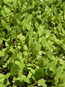 f:id:batolife:20100601104336j:image f:id:batolife:20100601104336j:image