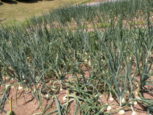 f:id:batolife:20100601104435j:image f:id:batolife:20100601104435j:image