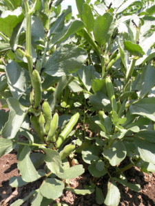 f:id:batolife:20100601105529j:image f:id:batolife:20100601105529j:image