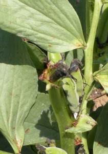 f:id:batolife:20100601105538j:image f:id:batolife:20100601105538j:image