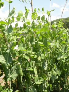 f:id:batolife:20100601105651j:image f:id:batolife:20100601105651j:image