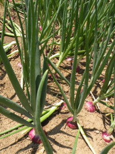 f:id:batolife:20100601105808j:image f:id:batolife:20100601105808j:image