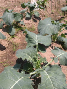 f:id:batolife:20100601110025j:image f:id:batolife:20100601110025j:image