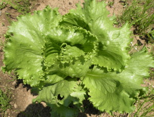 f:id:batolife:20100601110059j:image f:id:batolife:20100601110059j:image