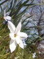 [花][道端]花の花見