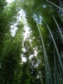 [松尾][嵐山][髪神社][竹林][地蔵][嵯峨野]京都嵐山　竹林