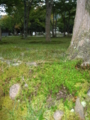 [京都][嵐山][天龍寺]天龍寺