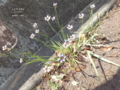 路傍の花