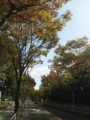 欅道