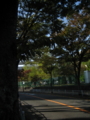 住宅街の欅