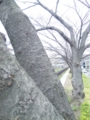 20100417043234