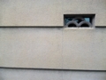 20100417044637