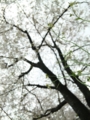 20100417045448