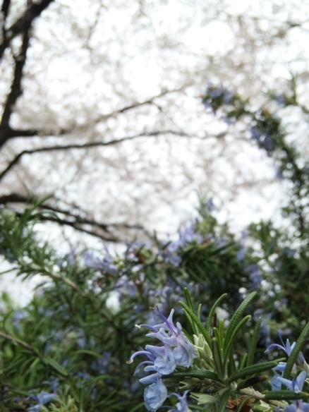 20100417045452