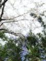 20100417045452