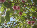 菊桜