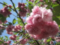 20100423020923