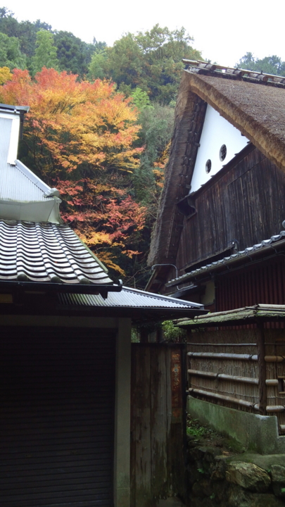 [京都][嵯峨野]