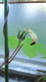 [あさがお]