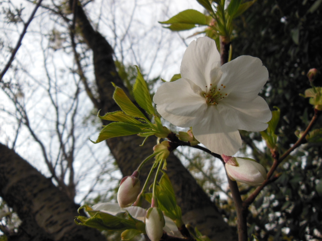 御近所桜