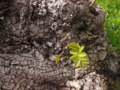20160407040602