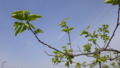 20170503203950