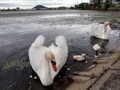 丸亀　大井池　白鳥
