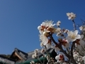 87 花　ホテアオイ