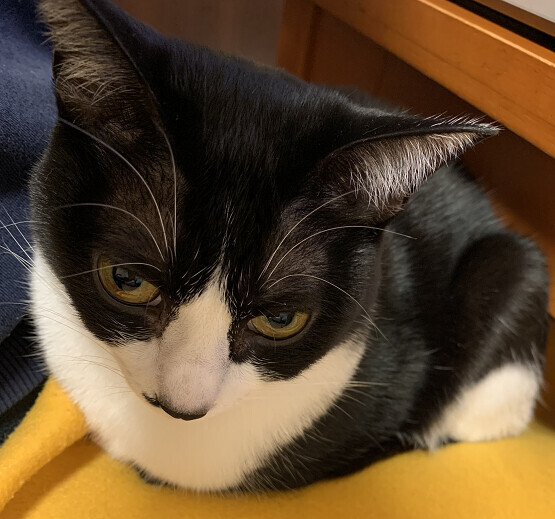 猫のきなこ_kohadablog2