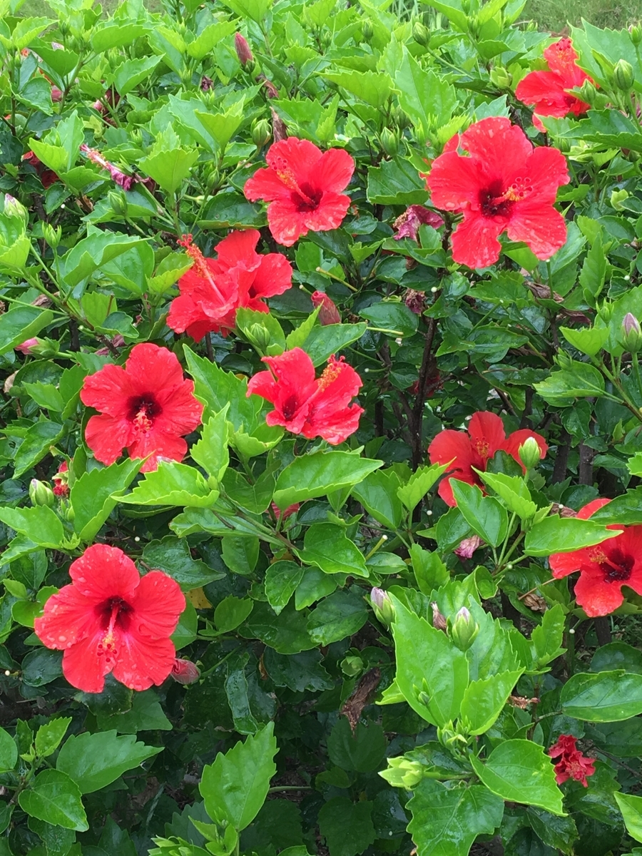 f:id:battenjiiji:20190618213602j:plain