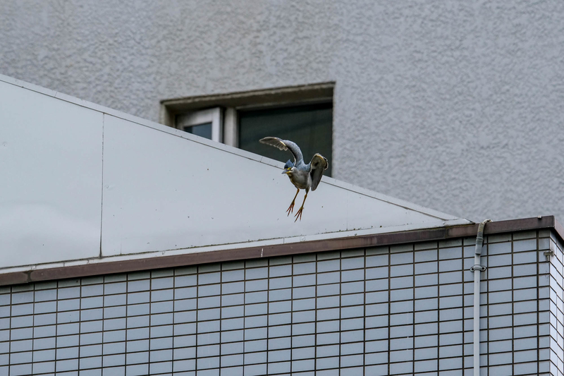 イメージ 6