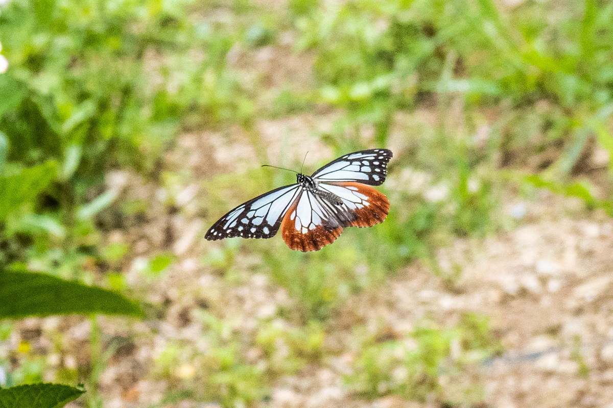 f:id:battorisassa:20190802190630j:plain f:id:battorisassa:20190802190630j:plain
