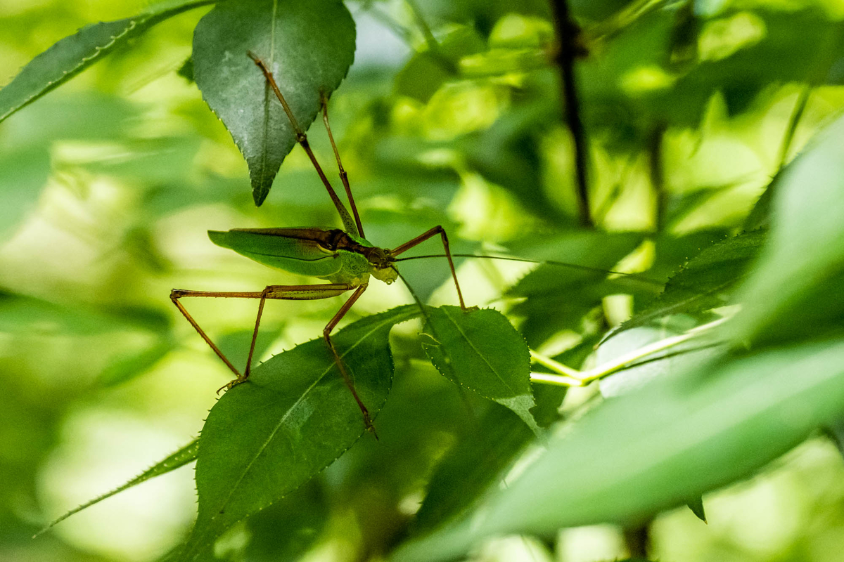 f:id:battorisassa:20190803062647j:plain f:id:battorisassa:20190803062647j:plain