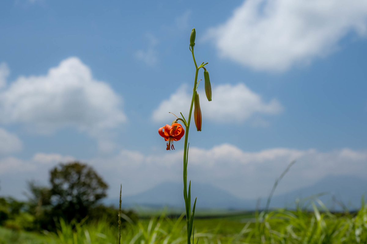 f:id:battorisassa:20190804064432j:plain
