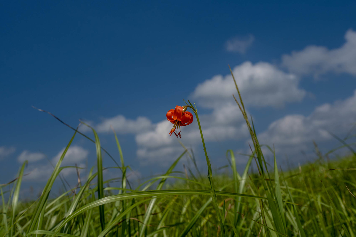 f:id:battorisassa:20190804064449j:plain