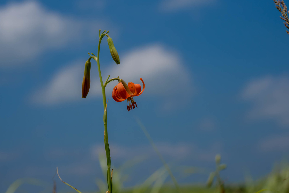 f:id:battorisassa:20190804064511j:plain